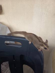 Sugar glider white tip jantan