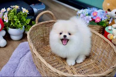 Pomeranian puppy 