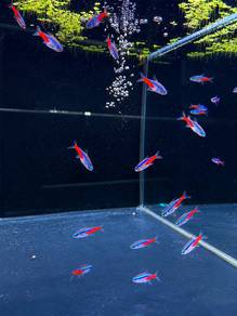 Neon Tetra