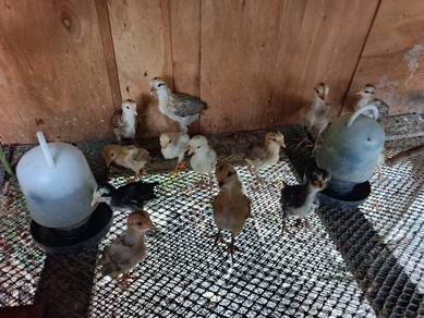 Ayam Kampung Asli