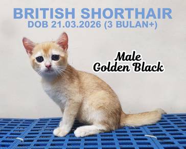 BSH - British Shorthair Male Golden ny12@11 Offer