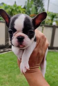 French Bull tiny