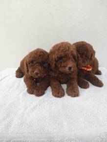Cute! Toy poodle teddy bear puppies 1108A