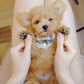 Poodle