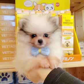 Pomeranian