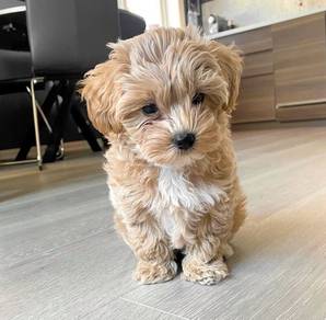 Teacup maltipoo @Miniature Maltipoo