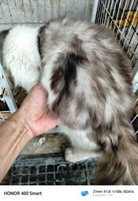 Kucing Domestic long hair
