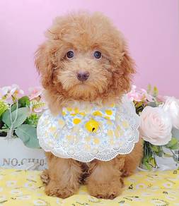 Poodle