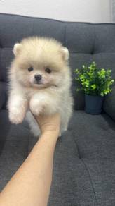Pure Breed Cream White Pomeranian (M) 纯种米白博美 男生