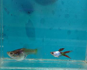 ikan guppy silverado double sword tail Sb