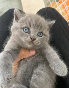 BSH kitten cat