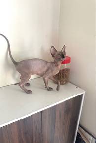 sphynx