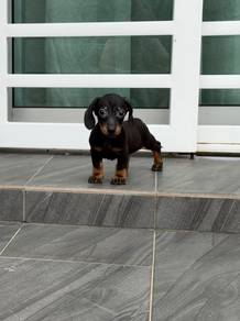 Black tan Dachshund puppy
