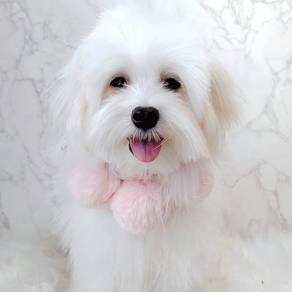 Maltese