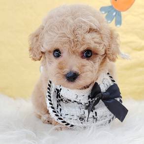 Poodle