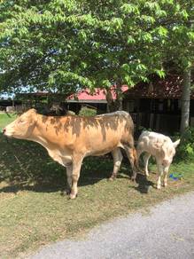 lembu