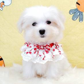 Maltese