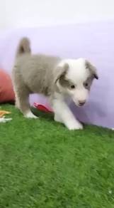 Border collie lilac tri color