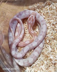 Corn Snake 