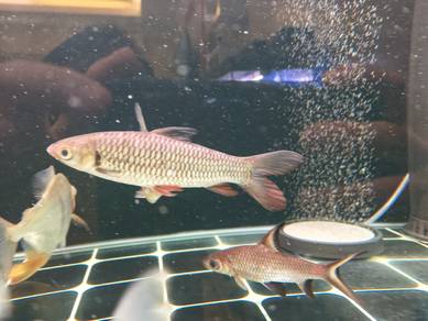 Jelawat Fish 8 inch 2 ekor