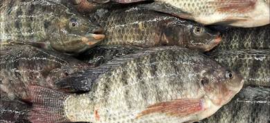 ikan talapia sungai