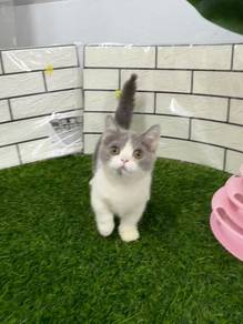 BSH munchkin kitten