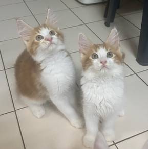 Pure Mainecoon