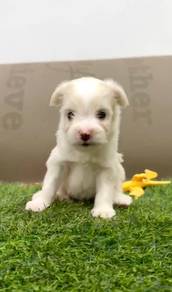 Pomachon puppies