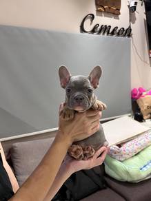French bulldog puppy
