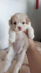 Minipom Mix Jepang