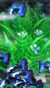 HB Blue Guppy