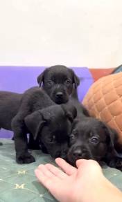 Labrador black with mka puppies