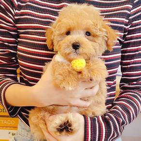 Poodle