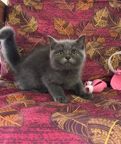 Bsh