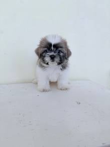 Adorable cute Shih Tzu 👉🏻 Female