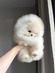 teacup Pomeranian 