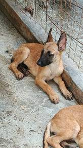 Belgium Shepherd puppy sandakan