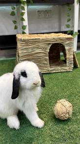 Mini Holland lop rabbit