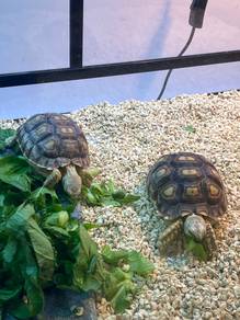Sulcata 4INCH for sale