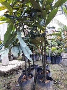 Benih Pokok Mentega