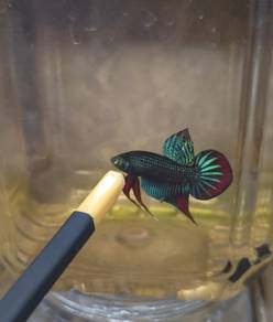 betta