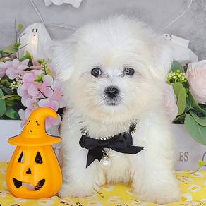 Maltese