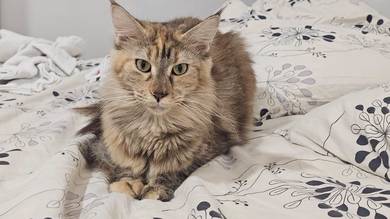 Mainecoon