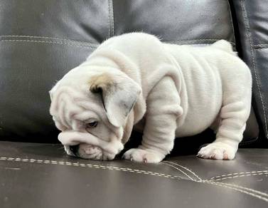 ENGLISH BULLDOG PUPPIES E353 🐻 BullDog Male