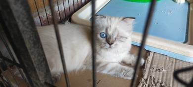 Vaccinated One-Eye Cat (Female Parsi) for Re-Home