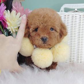 Poodle