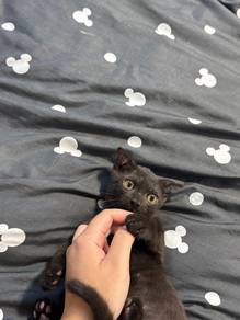 kitten for rehome