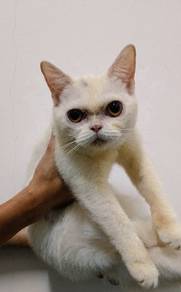 Bsh Betina