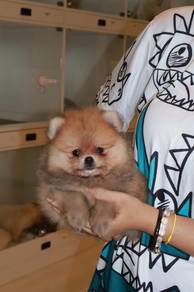 J0827 Pomeranian teddy bear face puppy