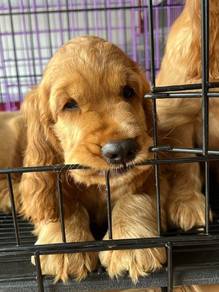 Cocker spaniel 10